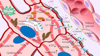 Calpain: the regulatory point of myocardial ischemia-reperfusion injury